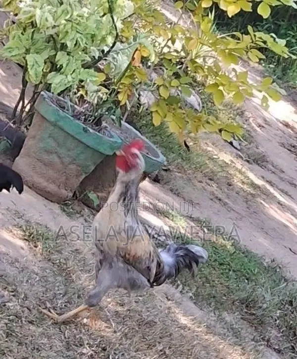 ගම් කුකුල් නාම්බා Kukula