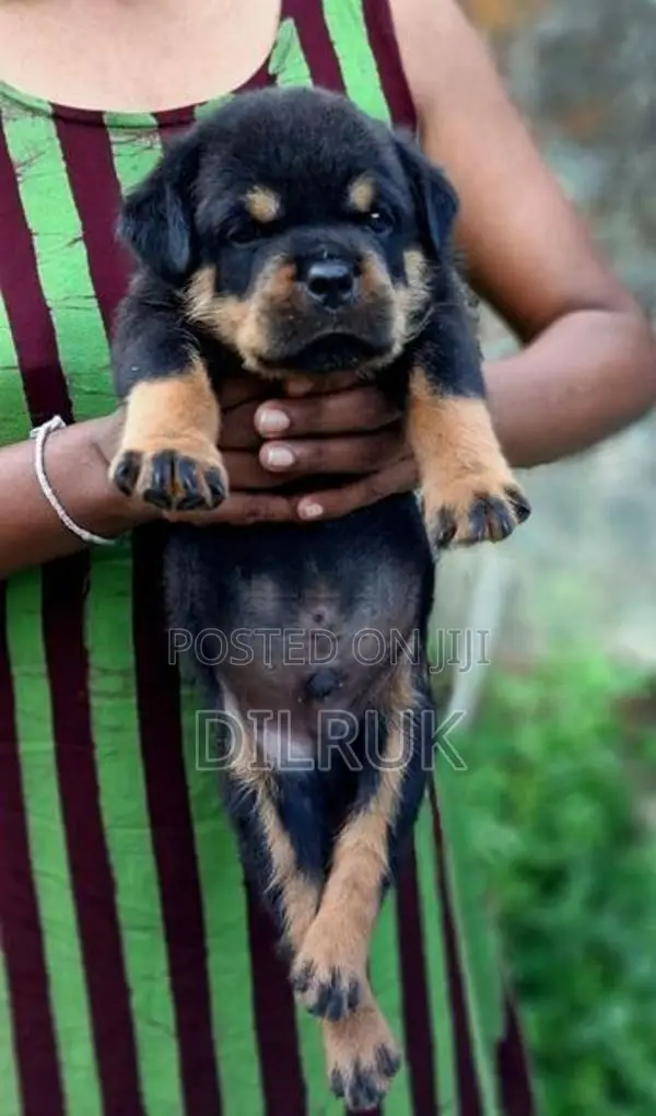 Rottweiler Male Puppy