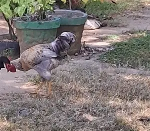 ගම් කුකුල් නාම්බා Kukula