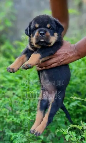 Rottweiler Male Puppy