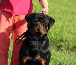 Rottweiler Male Puppy