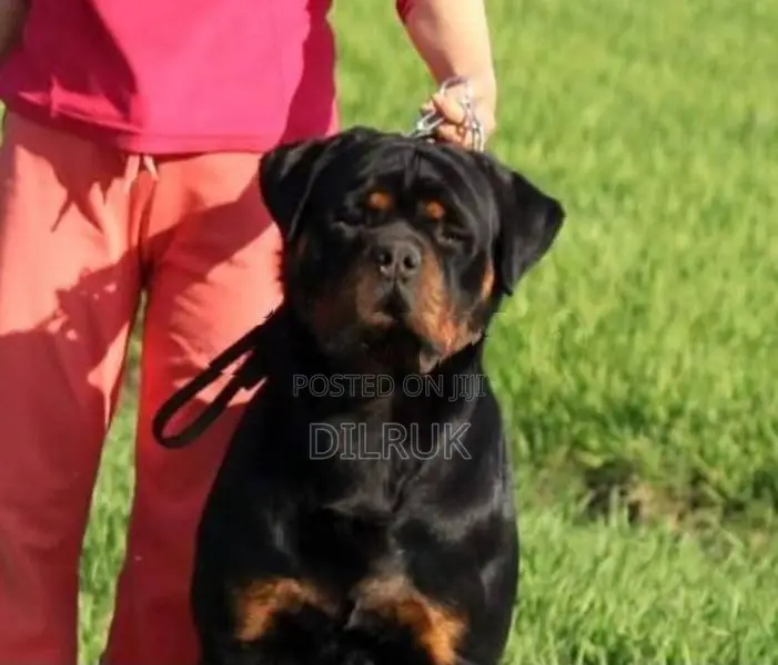 Rottweiler Male Puppy