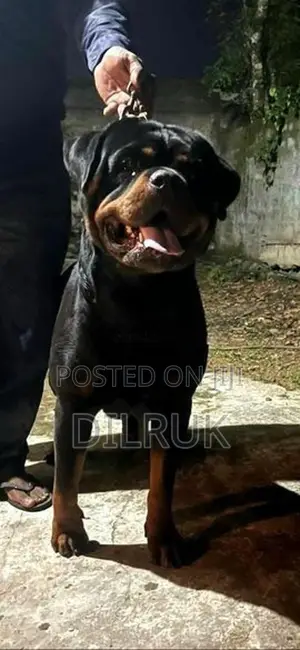 Rottweiler Male Puppy