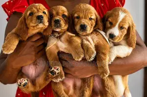 Cocker Spaniel Puppies