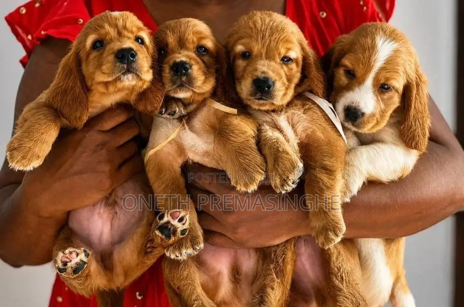 Cocker Spaniel Puppies