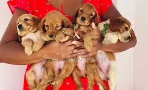 Cocker Spaniel Puppies