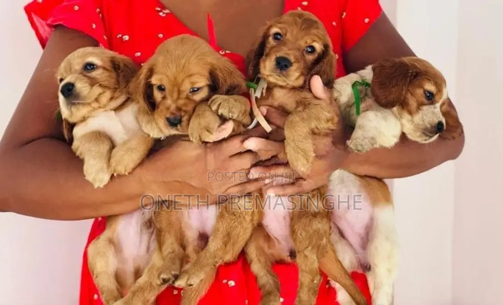 Cocker Spaniel Puppies