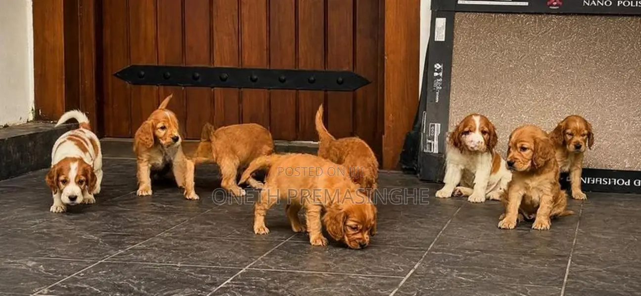 Cocker Spaniel Puppies