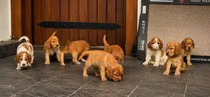 Cocker Spaniel Puppies