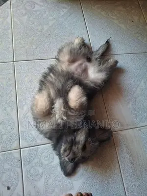 Lion Pomeranian Puppy