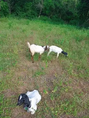 එළුවන්
