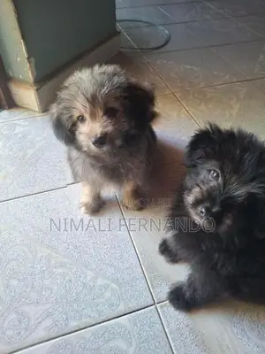 Lion Pomeranian Puppy
