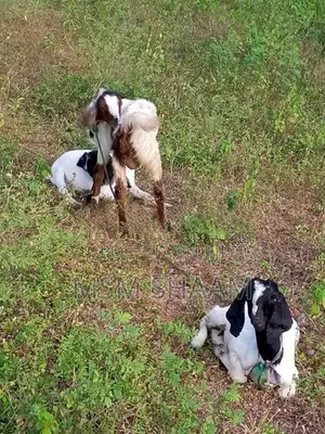 එළුවන්
