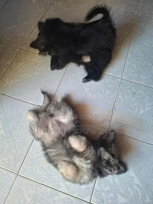 Lion Pomeranian Puppy