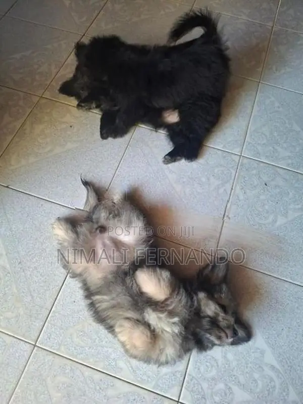 Lion Pomeranian Puppy