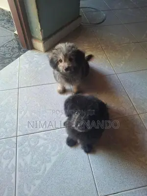 Lion Pomeranian Puppy