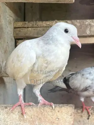 Pigeon