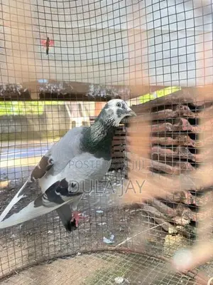 Pigeon