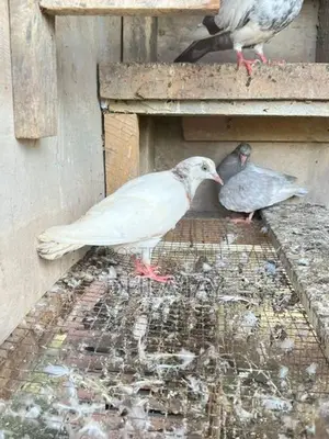 Pigeon