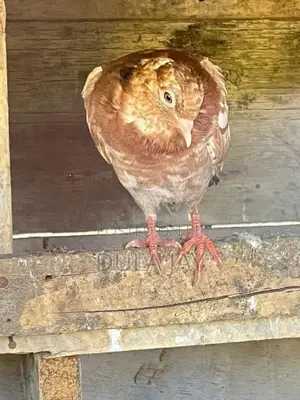 Pigeon