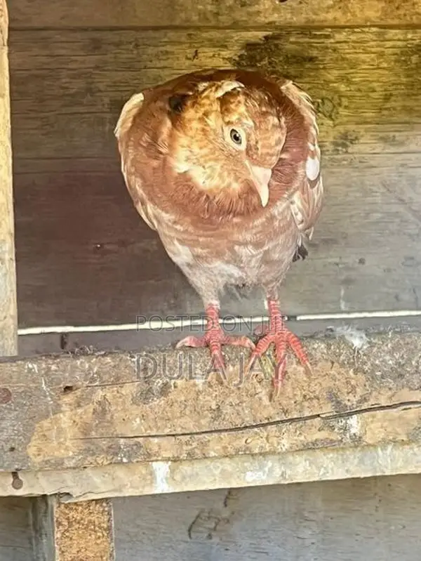 Pigeon