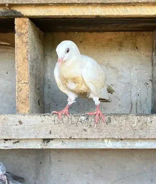 Pigeon