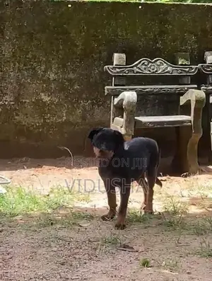Rottweiler Dog