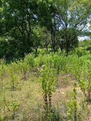 Land for Sale Facing Lunugamwehera - Katharagama Road