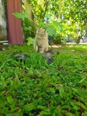 Persian Kittens