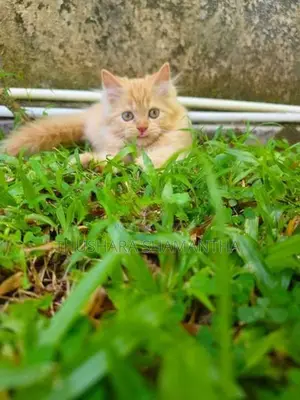 Persian Kittens