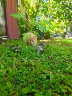 Persian Kittens