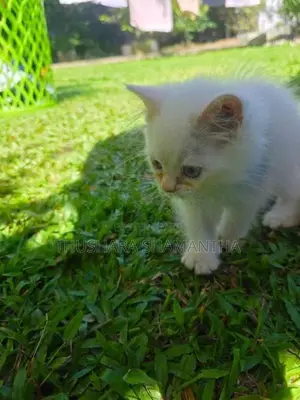 Persian Kittens