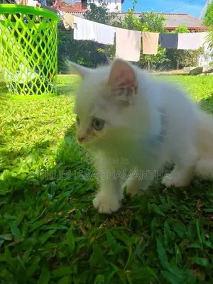 Persian Kittens