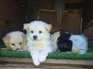 Lione Pomaneriyan Puppies