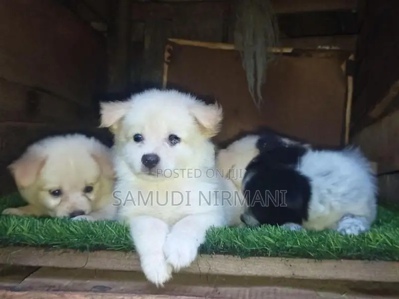 Lione Pomaneriyan Puppies