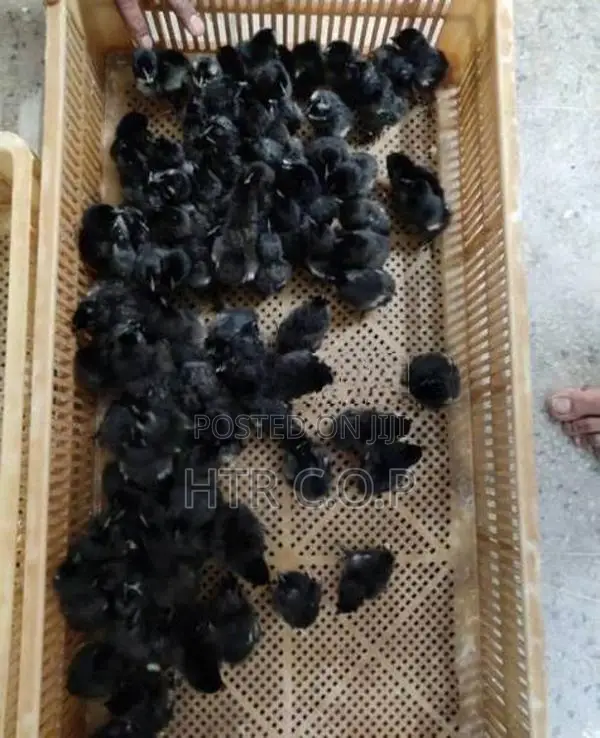 கருங்கோழி குஞ்சுகள் ,