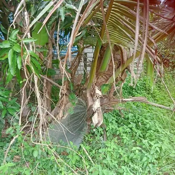 කටුනායක, කිබුලපිටිය අස්වැද්දූම ලිද පාරේ පර්චස් 8 ක්