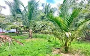 Land for Sale in Wennappuwa