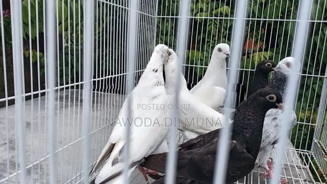 පරවියන්