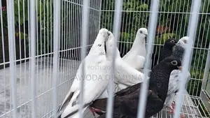 පරවියන්