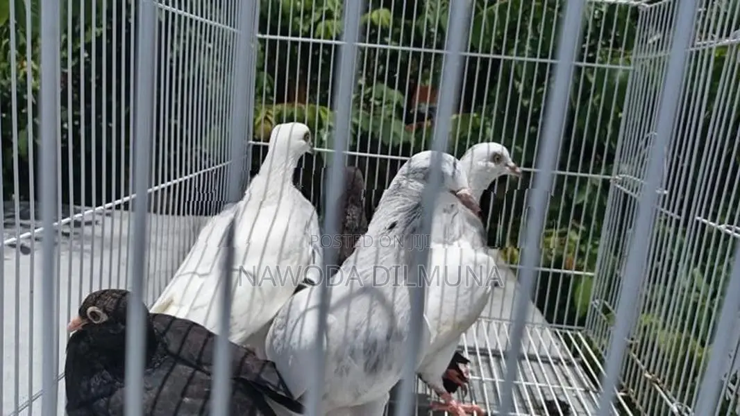 පරවියන්