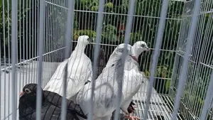 පරවියන්