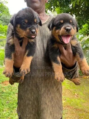 රොට්වයලර් පැටව්