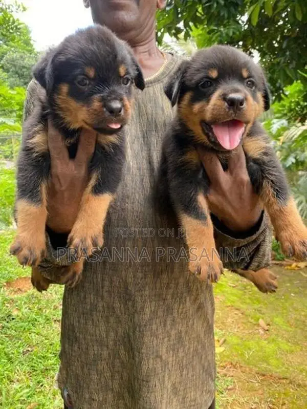 රොට්වයලර් පැටව්