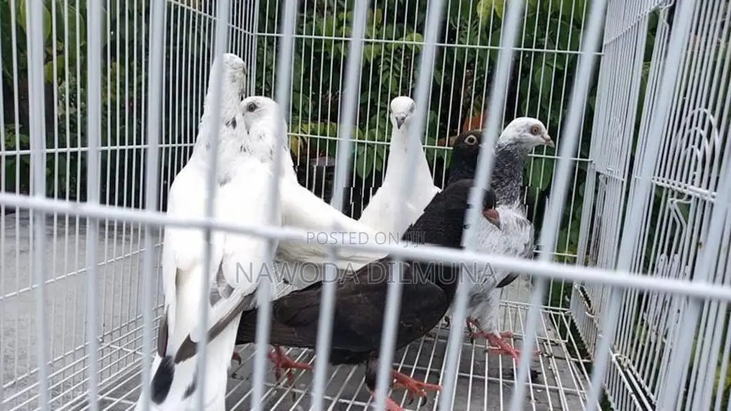 පරවියන්