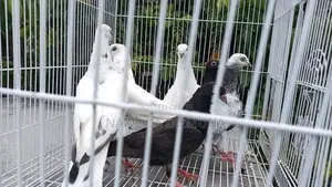 පරවියන්