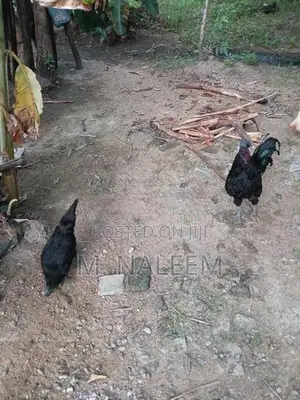 கருங்கோழி