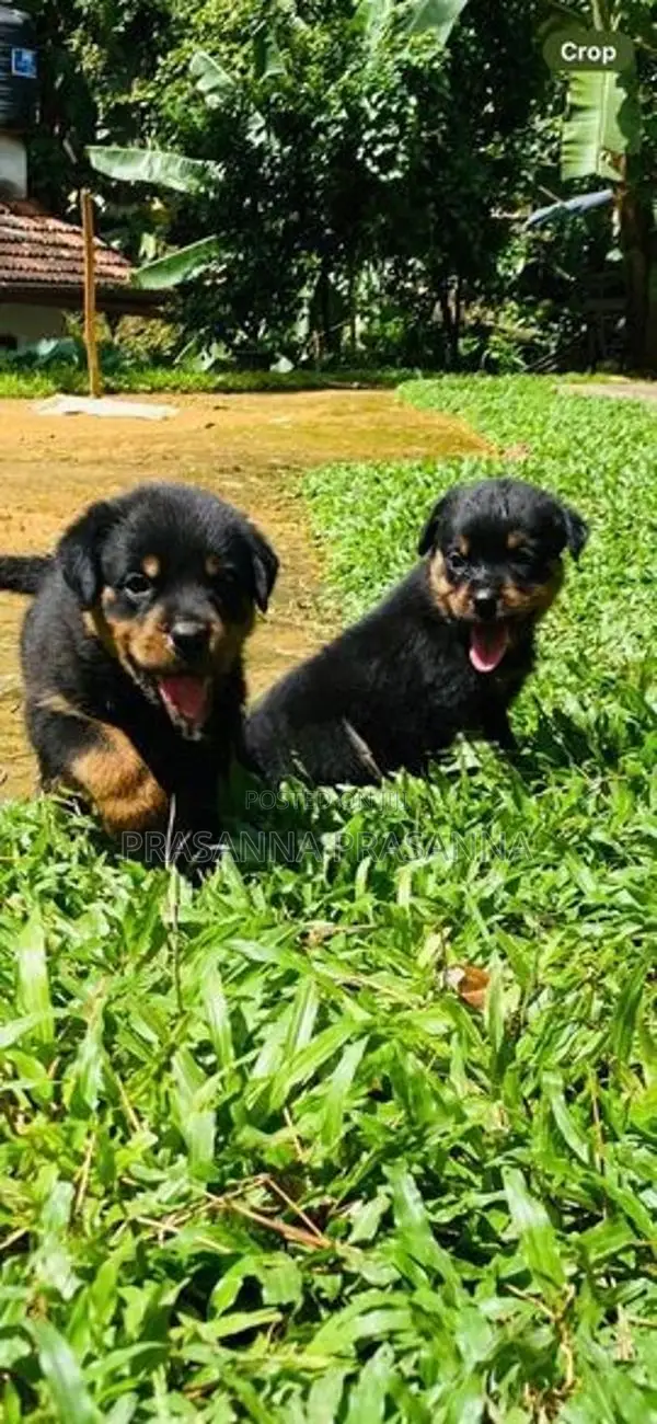 රොට්වයලර් පැටව්