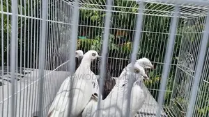 පරවියන්