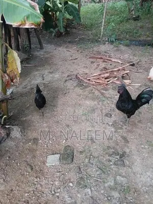 கருங்கோழி